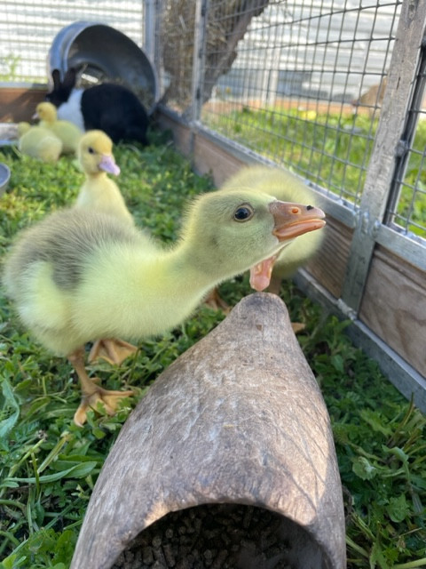 Micro-crèche Les Cherubins de La Rochelle