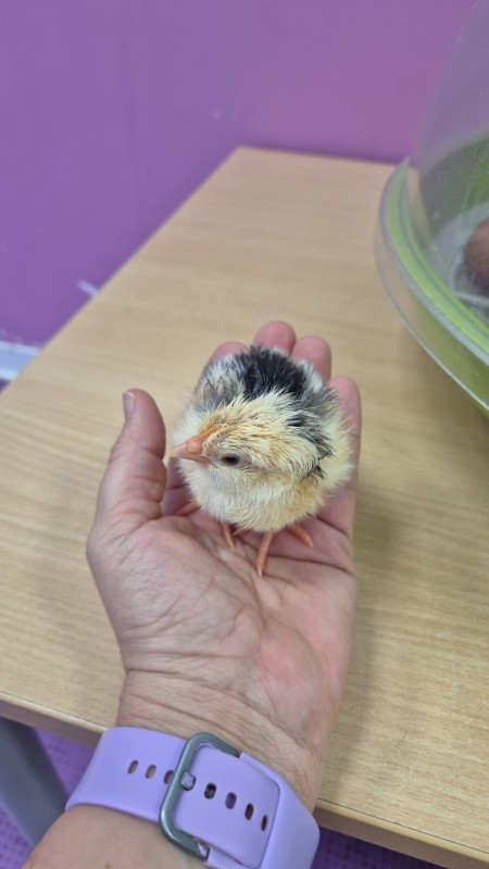 Micro-crèche Le Patio des Chérubins