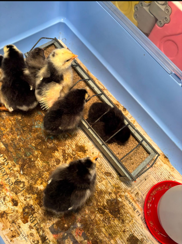 Micro-crèche Le Cabanon des Chérubins