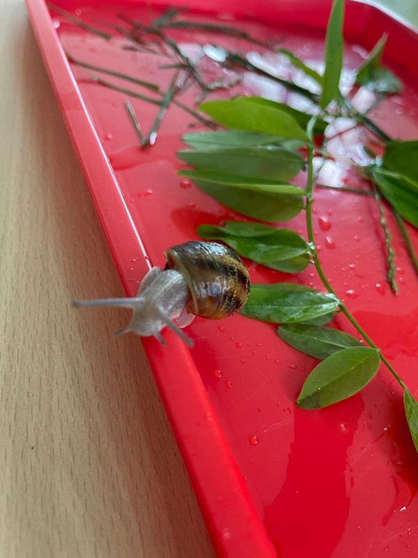 Micro-crèche Aïss & Riss chez les Chérubins